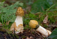 grote stinkzwam (Phallus impudicus) 9-2015 4025